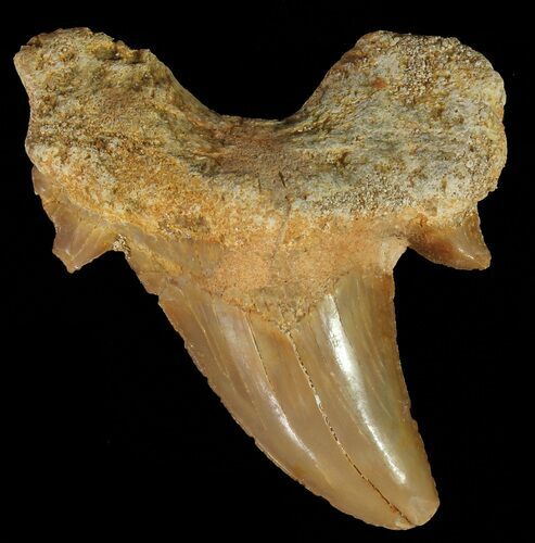 Otodus Shark Tooth Fossil - Eocene #67222